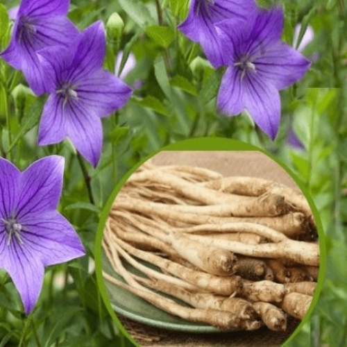 Công Dụng Và Tác Dụng Của Cây Cát Cánh (Platycodon Grandiflorus)