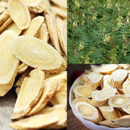 Bài Thuốc Hỗ Trợ Trị Gan Nhiễm Mỡ Từ Vị Thuốc Hoàng Kỳ