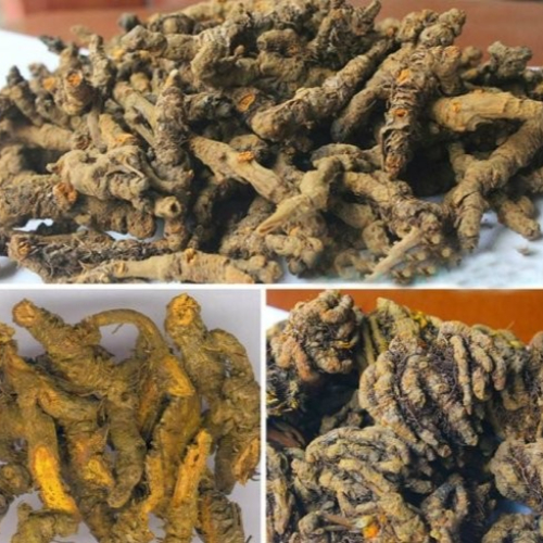 Hoàng Liên Chân Gà – Dược Liệu Quý Trong Y Học Cổ Truyền